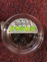 ワラジムシ1カップ