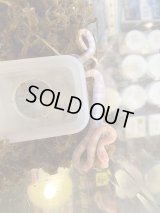 コーンスネーク　スノー（白蛇）　ベビー　24当店CB