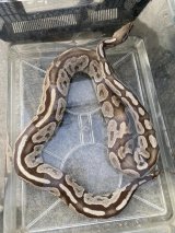 ボールパイソン　GHIファイア　メス　23CB