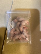 ピンクマウスSS（10匹入り）