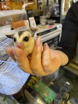 フクロモモンガの赤ちゃん　ホワイトフェイス♪大特価‼️