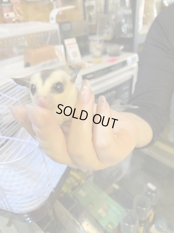 画像1: フクロモモンガの赤ちゃん　ホワイトフェイス♪大特価‼️