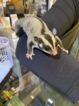 フクロモモンガ　ベビー　慣れてます♪大特価‼️