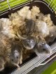 激安‼️ジャンガリアンハムスター　ベビー