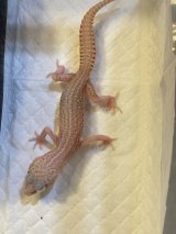 セレクト個体　スーパーマックスノーアルビノ　ベビー