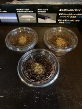 クエスチョンマークドミノローチ　幼虫10匹