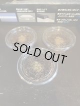 クエスチョンマークドミノローチ　幼虫10匹