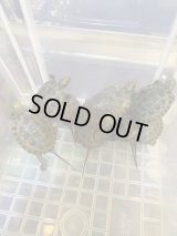 純血ニホンシイガメ　ベビー　超美個体　大特価‼️