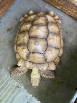 ケヅメリクガメ　メス　♀ モロッコ　アダルト個体