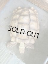 ケヅメリクガメ　メス　♀ モロッコ　アダルト個体