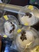 国内CB ニシアフリカトカゲモドキ　hetオレオ50%hetパターンレス