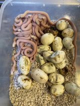テキサスラットスネーク　ベビー　ポップアイではありません！当店CB