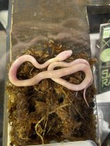 当店CB コーンスネーク　極美ブリザード　ベビー