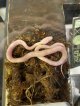 当店CB コーンスネーク　極美ブリザード　ベビー