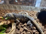 大特価‼️バナナスパイニーテールイグアナ　バナスパ　ヤング個体