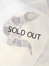 再入荷！大大大特価‼️国産ニシアフリカトカゲモドキ！オレオ入ってます♪