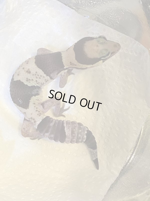 画像1: 再入荷！大大大特価‼️国産ニシアフリカトカゲモドキ！オレオ入ってます♪