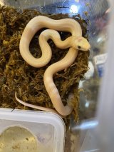 大特価‼️テキサスラットスネーク　リューシスティック　ベビー‼️当店CB