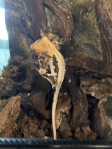 クレステッドゲッコー　トリカラーリリーホワイト　美個体