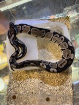 VIPアザンティック50％hetパズル　25国内CB