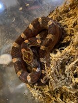 コーンスネーク　ブラッドレッド　ベビー　超美個体　corn snake