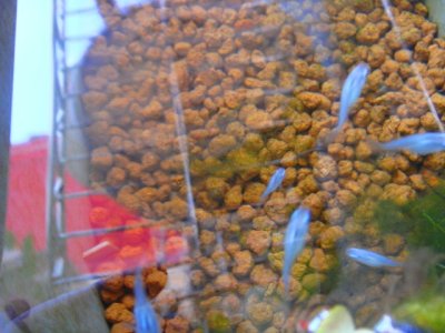 画像1: 深い青★ディープブルーダルマメダカの卵10個