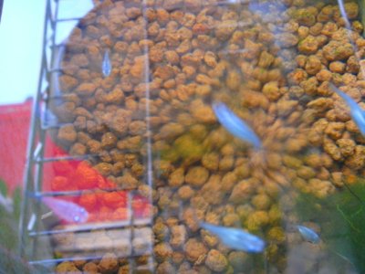 画像2: 深い青★ディープブルーダルマメダカの卵10個