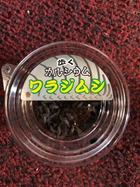 画像1: ワラジムシ1カップ (1)