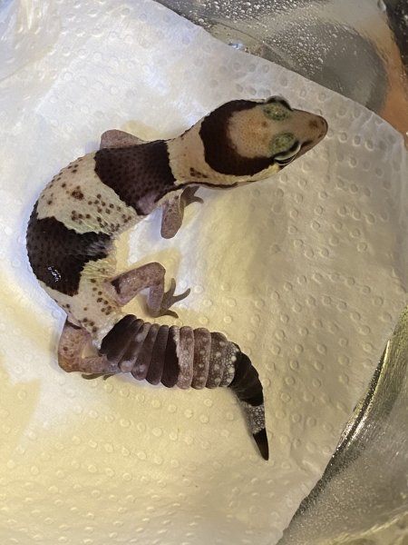 画像1: 再再再再入荷‼️ニシアフ　国産　ベビー　大特価‼️オレオ入り (1)