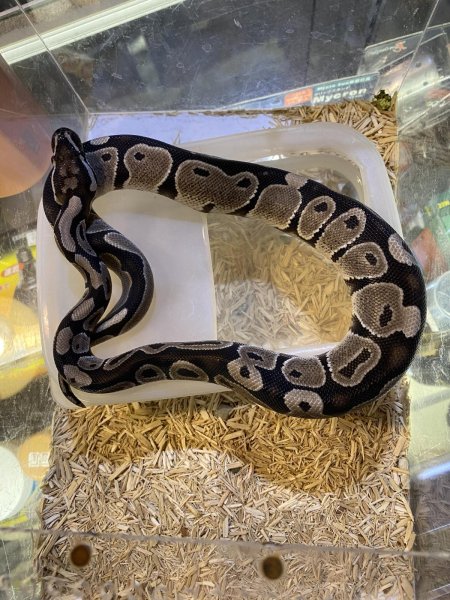 画像1: VIPアザンティック50％hetパズル　25国内CB (1)