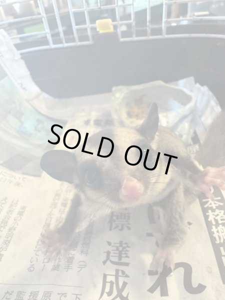 画像1: フクロモモンガ　ベビー　女の子　ストロベリノ×hteストロベリノ (1)