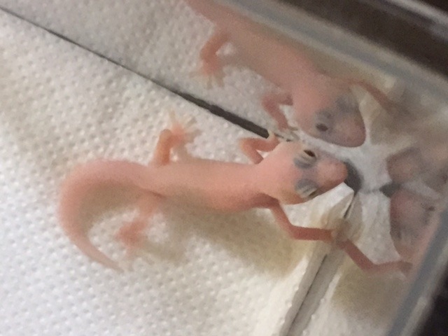 新しい命の誕生